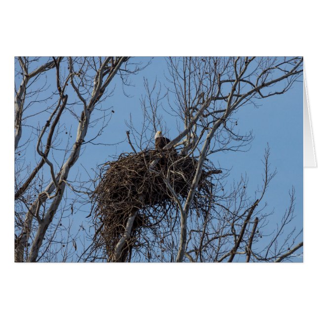 ガードイーグル (正面横)