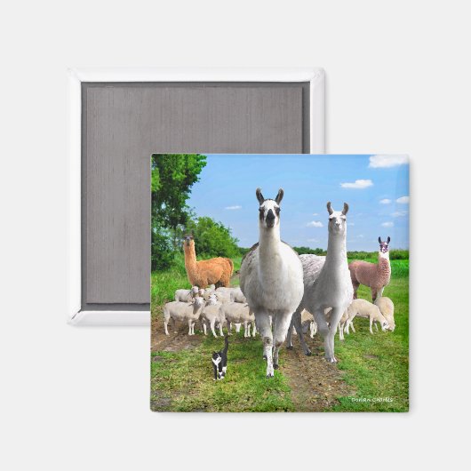 『ガード・ラマ』 マグネット (正面/裏面)