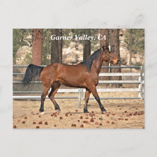 ガーナーバレーポストカード ポストカード (正面)