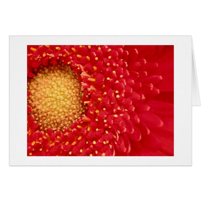 ガーベラのデイジー (正面横)