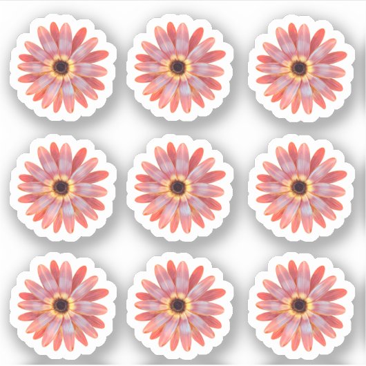 ガーベラカラフルデイジーフローラシール シール (正面)