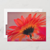 ガーベラデイジー写真はがき ポストカード (正面/裏面)