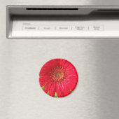 ガーベラデイジー磁石 マグネット (インサイチュ (食洗機))