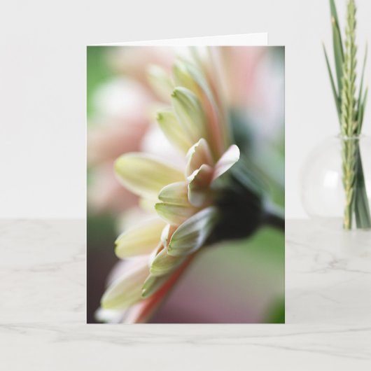 ガーベラデイジー誕生日カード カード (正面)