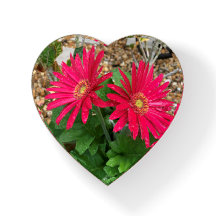 ガーベラデイジー