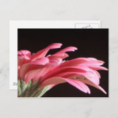 ガーベラデイジー ポストカード (正面/裏面)