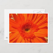 ガーベラデイジー ポストカード (正面/裏面)