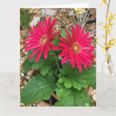 ガーベラ・デイ ジーカード カード (黄色い花)