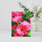 ガーベラ ポストカード (スタンド正面)