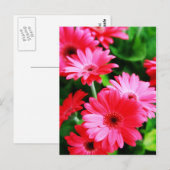 ガーベラ ポストカード (正面/裏面)