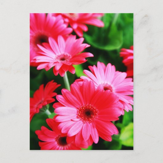 ガーベラ ポストカード (正面)