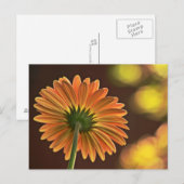 ガーベラ ポストカード (正面/裏面)