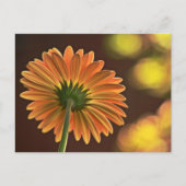 ガーベラ ポストカード (正面)