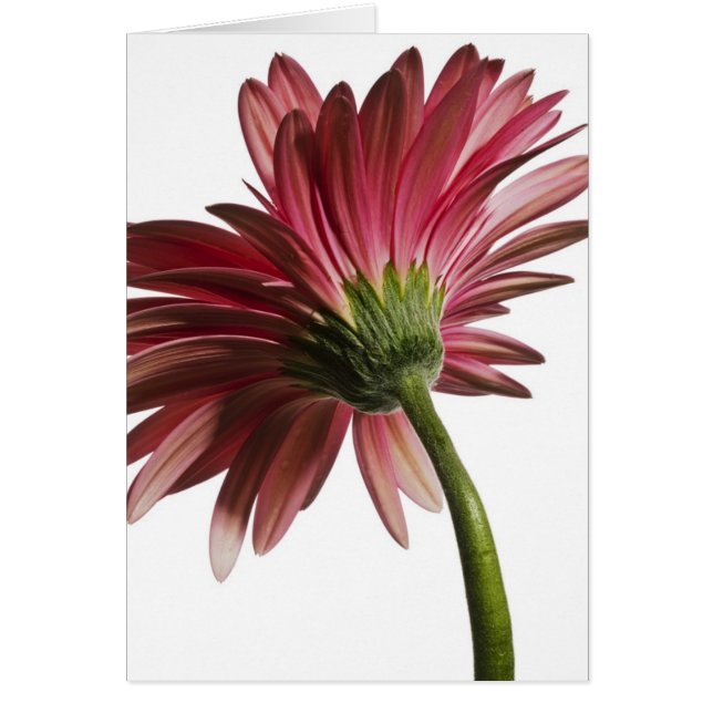 ガーベラ#3 (正面)