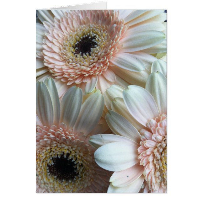 ガーベラD (正面)