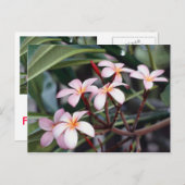 ガールズはがき ポストカード (正面/裏面)