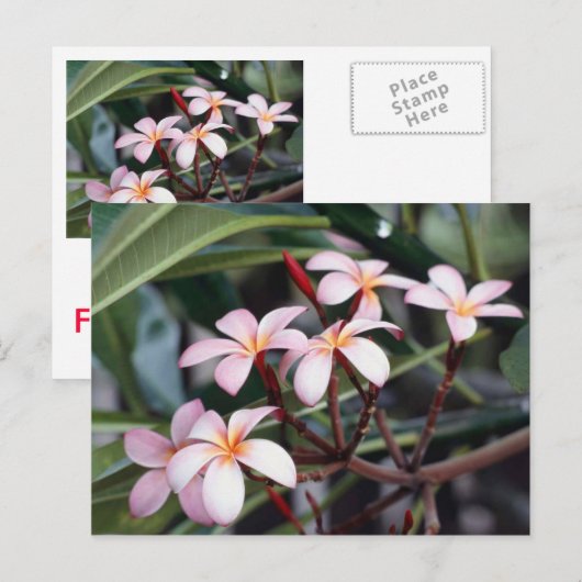 ガールズはがき ポストカード (正面/裏面)