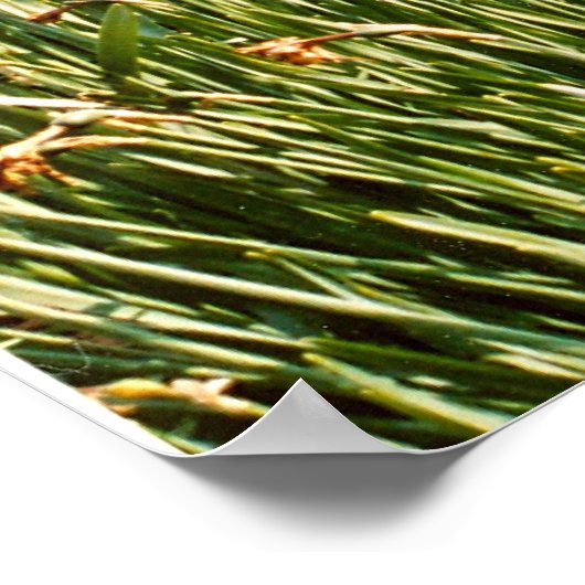 ガーンジーの庭のサンダイアル ポスター (角)