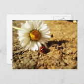 ガーンセブリュムントマリエンカファー ポストカード (正面/裏面)