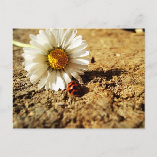 ガーンセブリュムントマリエンカファー ポストカード (正面)