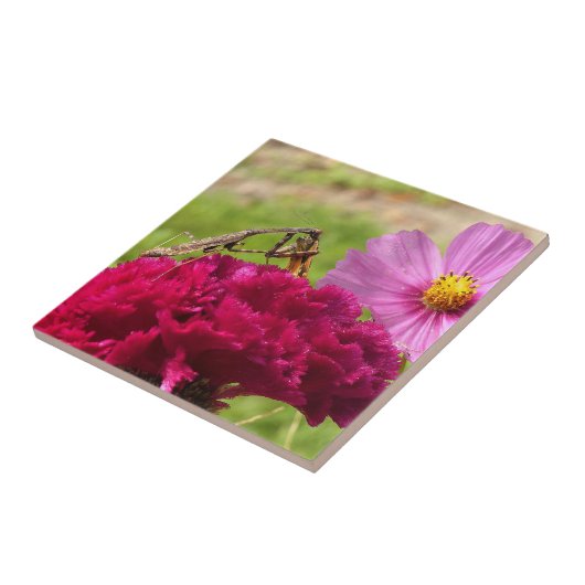 ガ祈スのマンティス タイル (側面)