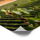 キアンティのブドウ畑に樽がある白ワイン ポスター (角)