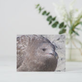 キイイ ポストカード (スタンド正面)