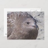 キイイ ポストカード (正面/裏面)