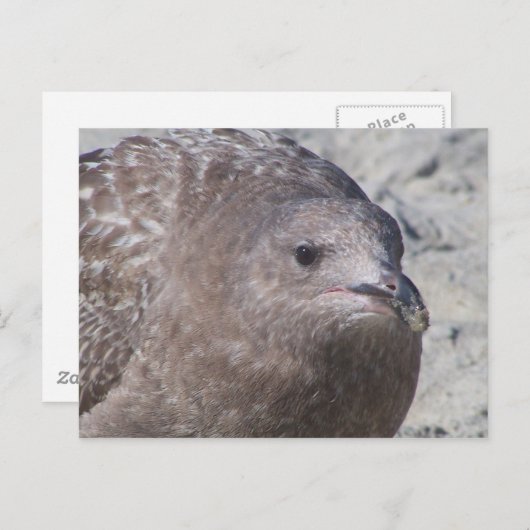 キイイ ポストカード (正面/裏面)