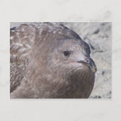 キイイ ポストカード (正面)