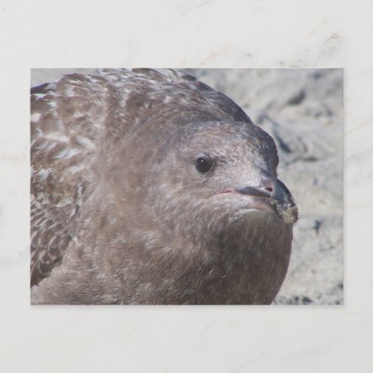 キイイ ポストカード (正面)