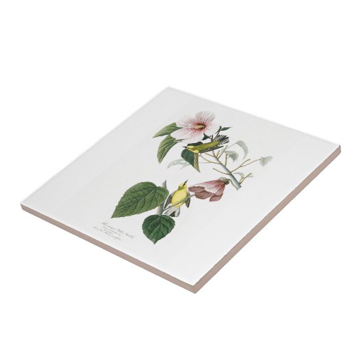 キイロアメリカムシクイのAudubonの青飛んだ鳥アメリカ タイル (側面)