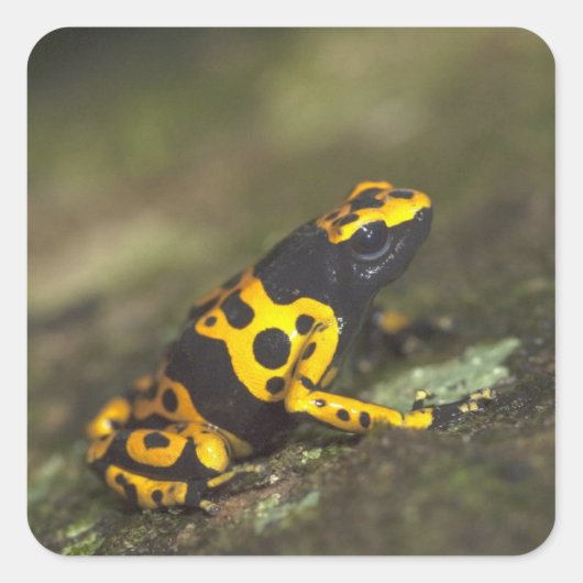 キイロシマヤドクガエル Dendrobates スクエアシール (正面)