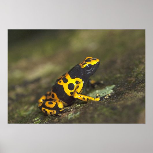 キイロシマヤドクガエル Dendrobates ポスター (正面)