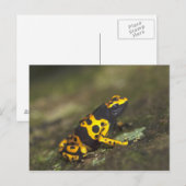 キイロシマヤドクガエル Dendrobates ポストカード (正面/裏面)