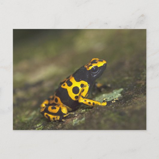 キイロシマヤドクガエル Dendrobates ポストカード (正面)