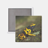 キイロシマヤドクガエル Dendrobates マグネット (正面/裏面)