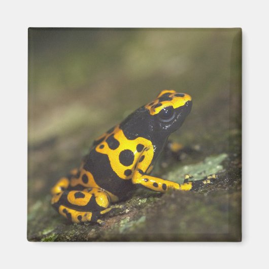 キイロシマヤドクガエル Dendrobates マグネット (正面)