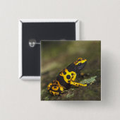 キイロシマヤドクガエル Dendrobates 缶バッジ (正面&裏面)