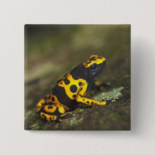 キイロシマヤドクガエル Dendrobates 缶バッジ (正面)