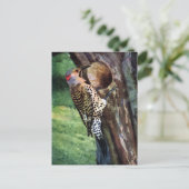 キイロシャフトヒラヒラと樹洞 ポストカード (スタンド正面)