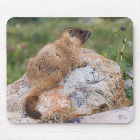 キイロハラマルハナズマ Marmota flaviventris マウスパッド (正面)