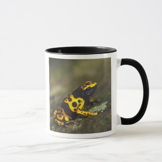 キイロバンドヤドクガエル Dendrobates マグカップ (右)