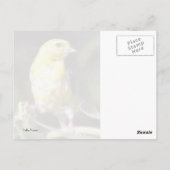 キイロムギドリ ポストカード (裏面)