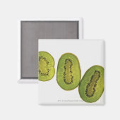 キウイの実を5切り詰める マグネット (正面/裏面)