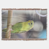 キウイバーベル スローブランケット (正面)