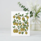 キウイフルーツ ポストカード (スタンド正面)