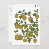 キウイフルーツ ポストカード (正面/裏面)