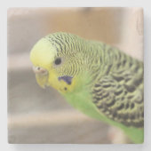 キウイ ストーンコースター (正面)