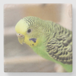 キウイ ストーンコースター